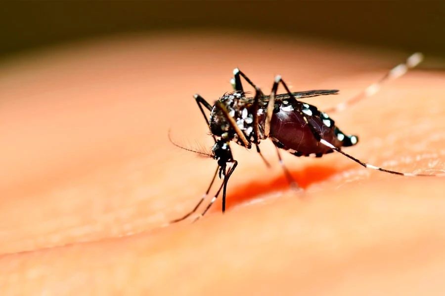 Virus Zika: Lo que Ud debe saber